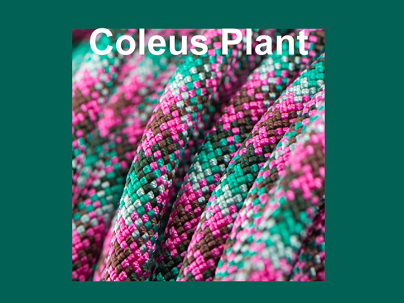 Coleus Plant